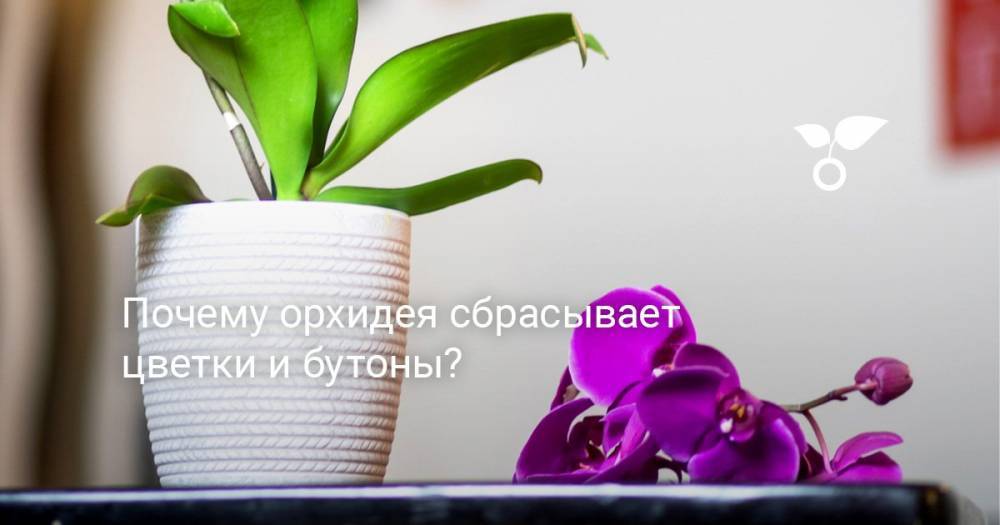 Почему орхидея сбрасывает цветки и бутоны? - botanichka.ru