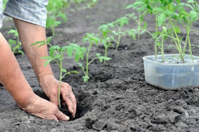 На каком расстоянии друг от друга высадить томаты, чтобы урожай был небывалым - orchardo.ru
