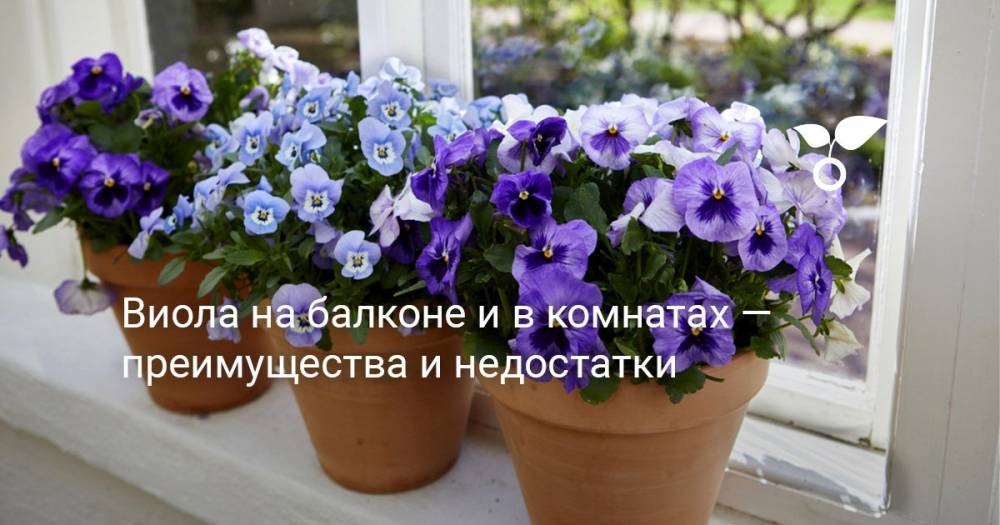 Виола на балконе и в комнатах — преимущества и недостатки - botanichka.ru