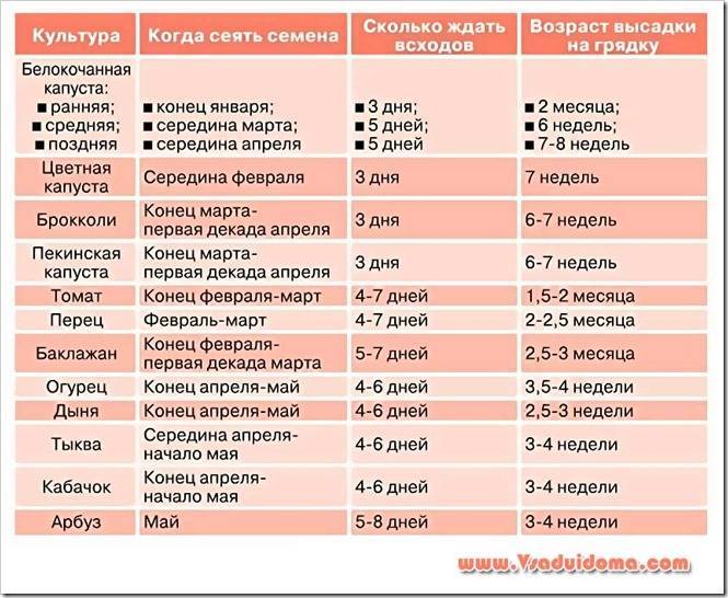 Таблица-памятка: когда сеять, сколько ждать всходов и когда пересаживать в грунт - vsaduidoma.com