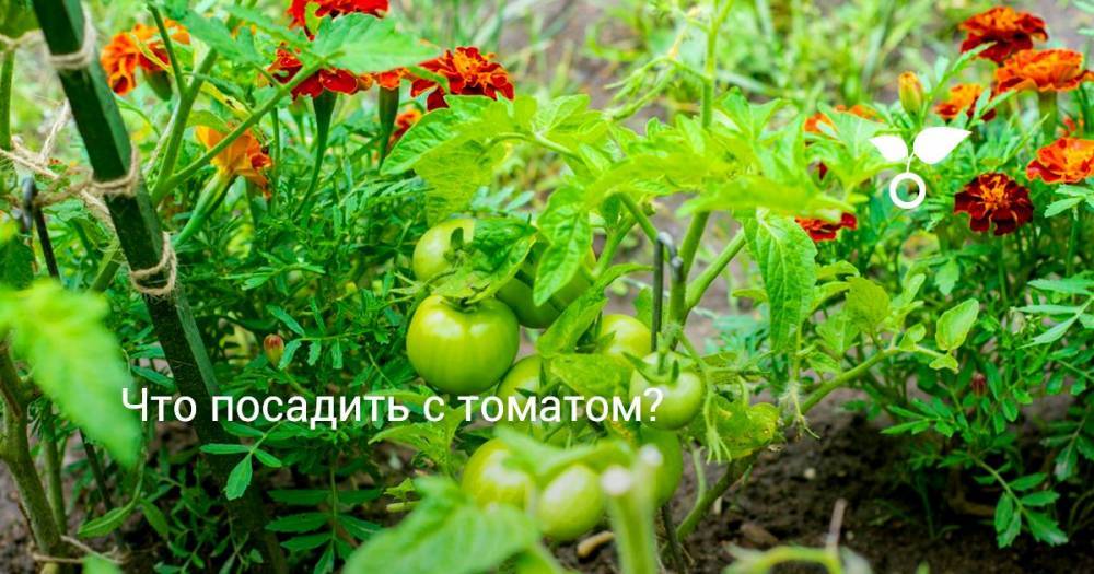 Что посадить с томатом? - botanichka.ru
