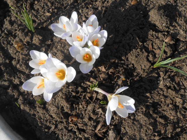 Ленивый сад: 8 прекрасных цветов, которым совсем не нужен уход и они от этого не страдают - 7ogorod.ru