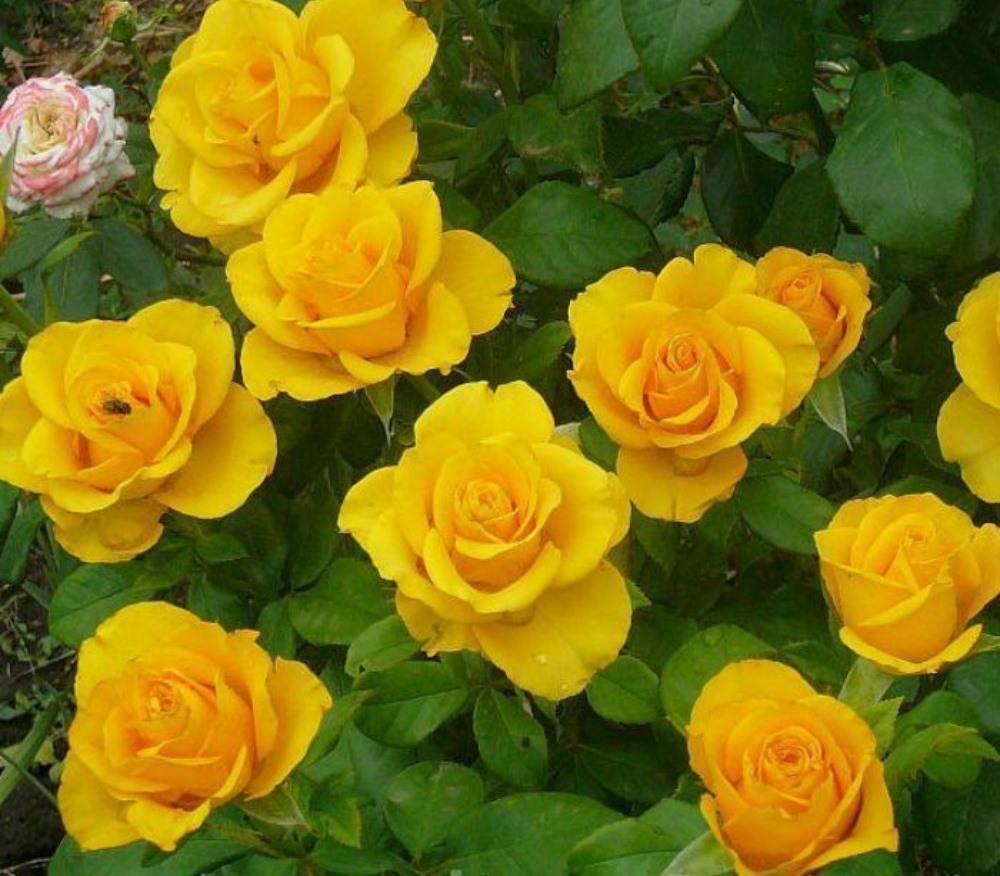 Чайно-гибридная желтая роза сорта Kerio (Керио): описание, уход - fermilon.ru - Голландия