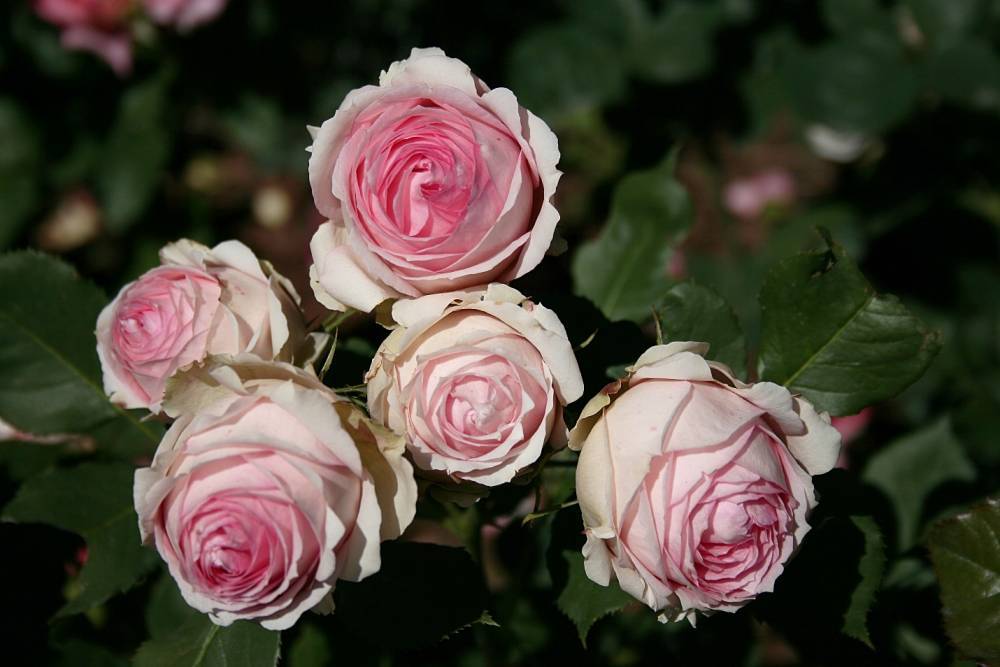 Английская чайно-гибридная роза шраб First Lady (Ферст Леди) - fermilon.ru - Россия - Германия