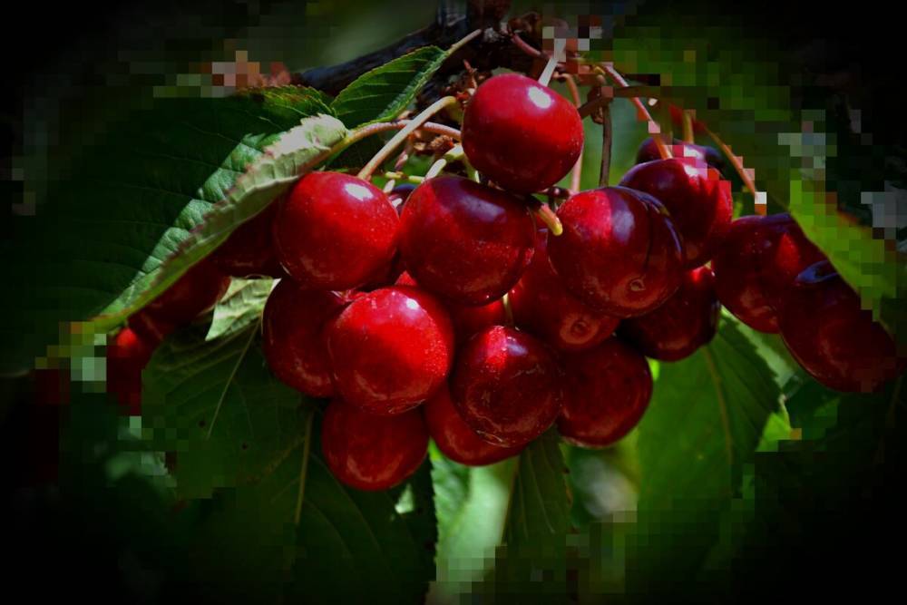 Урожайность Вишни умножила в 3 раза, ягода стала больше черешни, все благодаря Весенней корневой подкормке. Личный опыт. - zen.yandex.ru