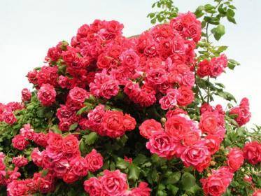 Как мульчировать почву плетистых роз? - sad-dacha-ogorod.com