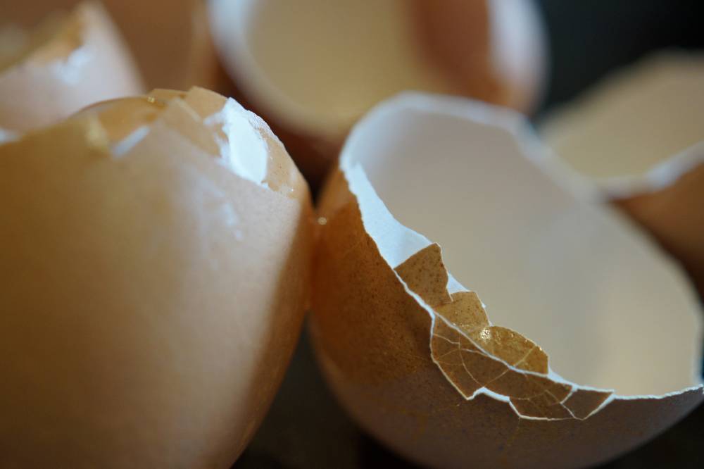 Почему куры клюют яйца, причины и способы решения проблемы - selomoe.ru
