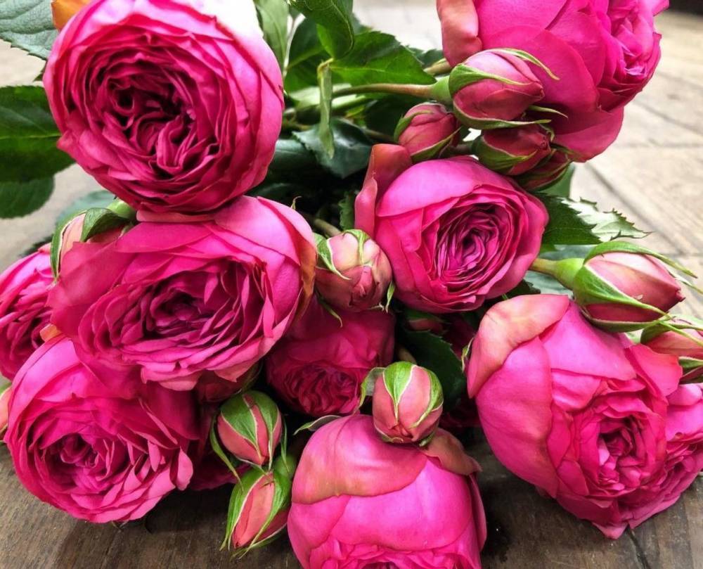 Кустовая роза сорта Pink Piano (Пинк Пиано): описание, посадка и уход - fermilon.ru - Германия