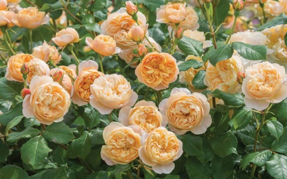 Роза Остина - Дэвид Остин - Английская парковая роза Остина Roald Dahl (Роальд Даль) - fermilon.ru - Англия