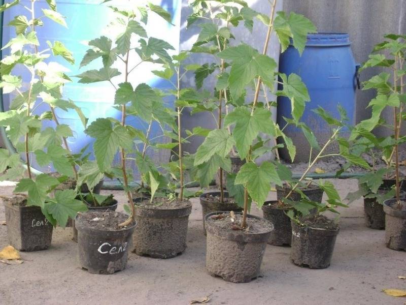 Как я вырастила новый куст смородины всего лишь из одной ветки на материнском растении - orchardo.ru