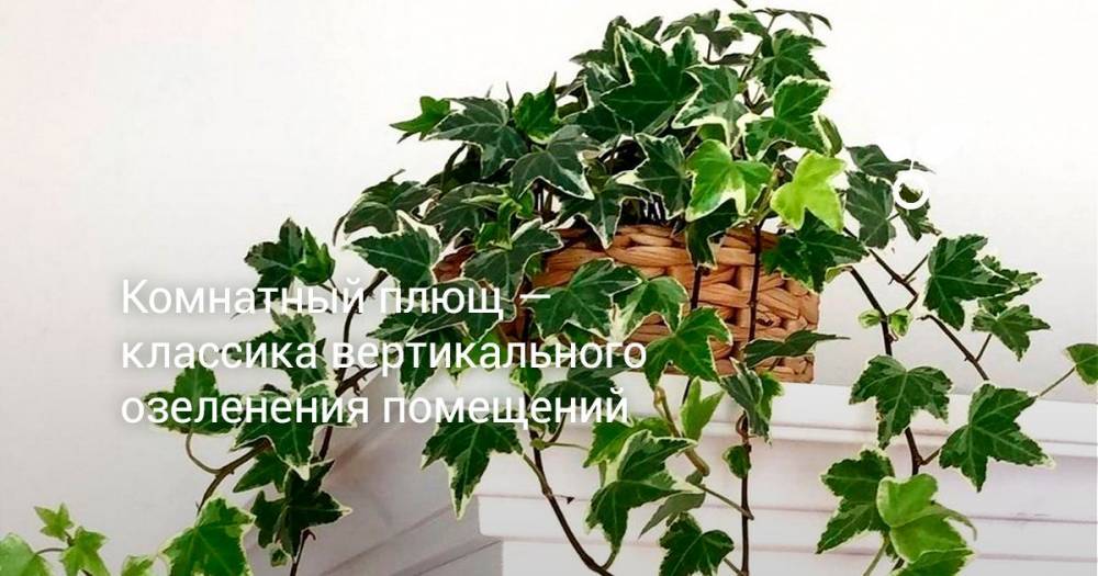 Комнатный плющ — классика вертикального озеленения помещений - botanichka.ru