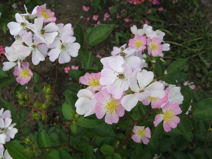 Китайская многолетняя роза Крылья ангела: посадка и уход - fermilon.ru - Китай - Индонезия