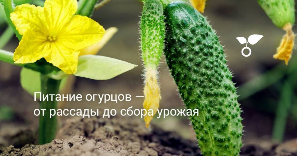 Питание огурцов — от рассады до сбора урожая - botanichka.ru