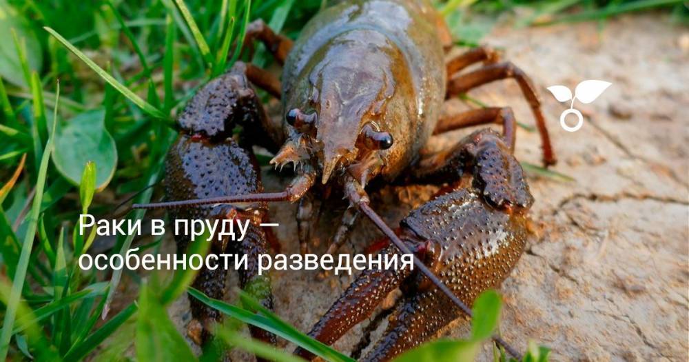 Раки в пруду — особенности разведения - botanichka.ru