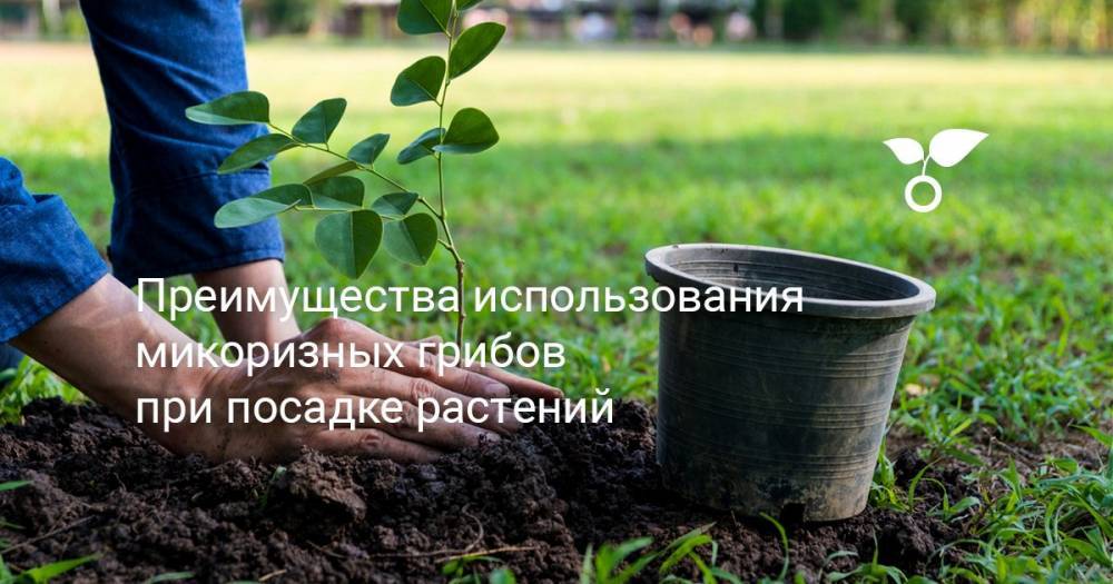Преимущества использования микоризных грибов при посадке растений - botanichka.ru