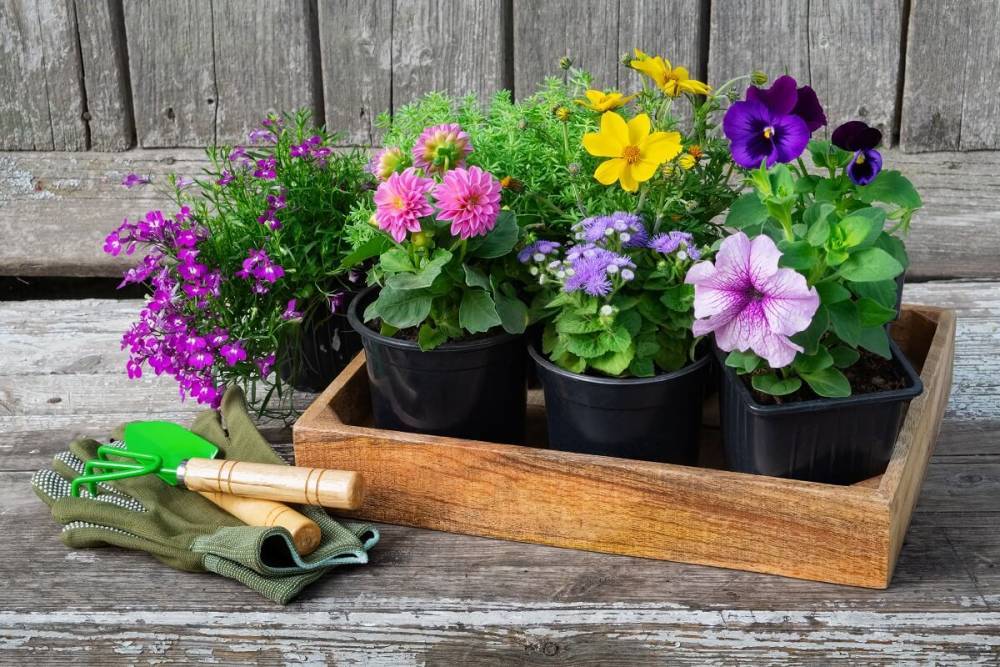 Какие растения посадить и посеять в цветник в мае - ogorod.ru