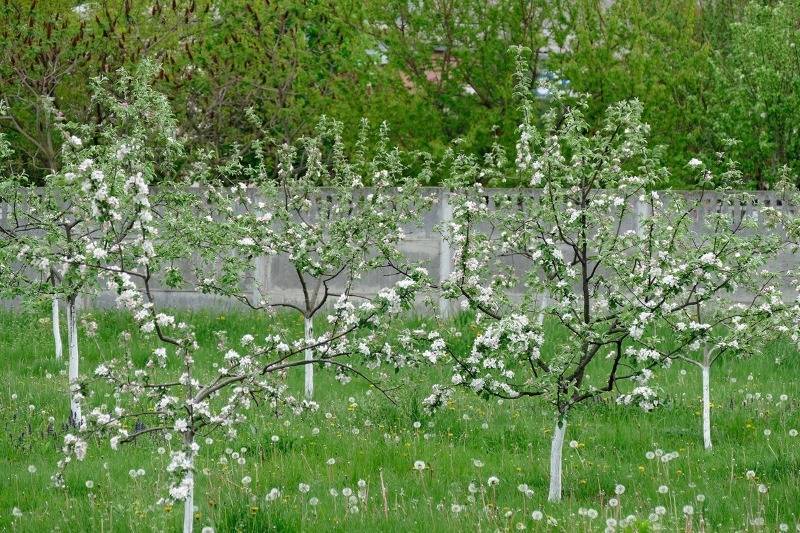 Подкармливаю и поливаю яблоню по методу бабушки, теперь ветки гнутся от урожая - orchardo.ru