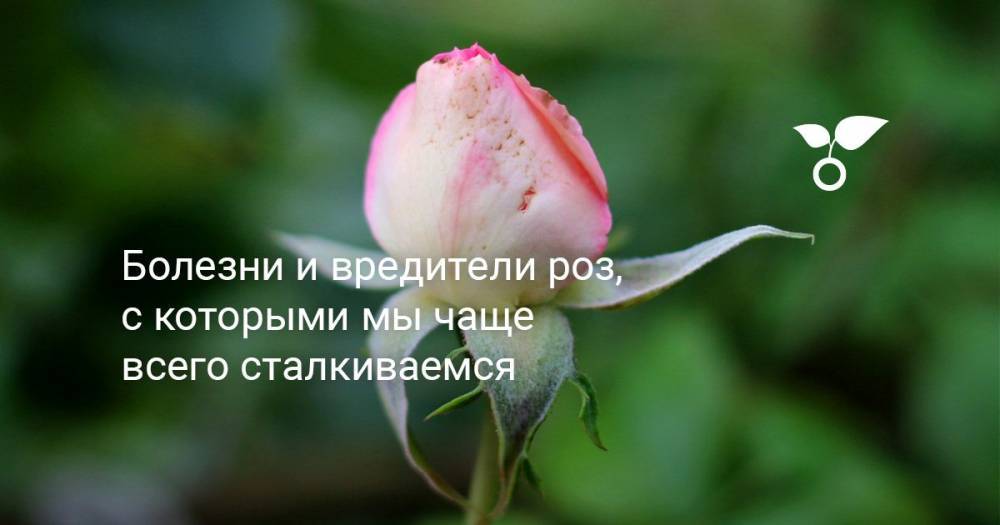 Болезни и вредители роз, с которыми мы чаще всего сталкиваемся - botanichka.ru