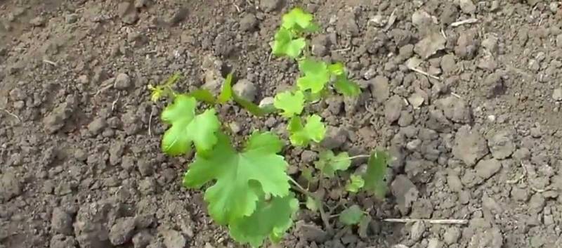 Как посадить новый молодой куст винограда на место старого? - sad-dacha-ogorod.com
