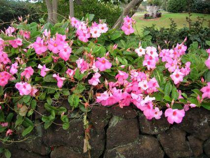 Прекрасные цветы - сандевилла, маргаритка капская, гаура - sad-dacha-ogorod.com - Япония