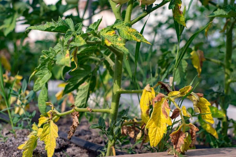 Почему желтеют листья у помидоров в теплице и открытом грунте? - ogorod.ru