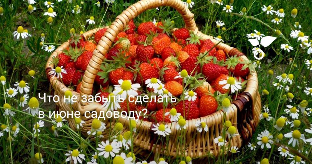 Что не забыть сделать в июне садоводу? - botanichka.ru - Кубань - Крым