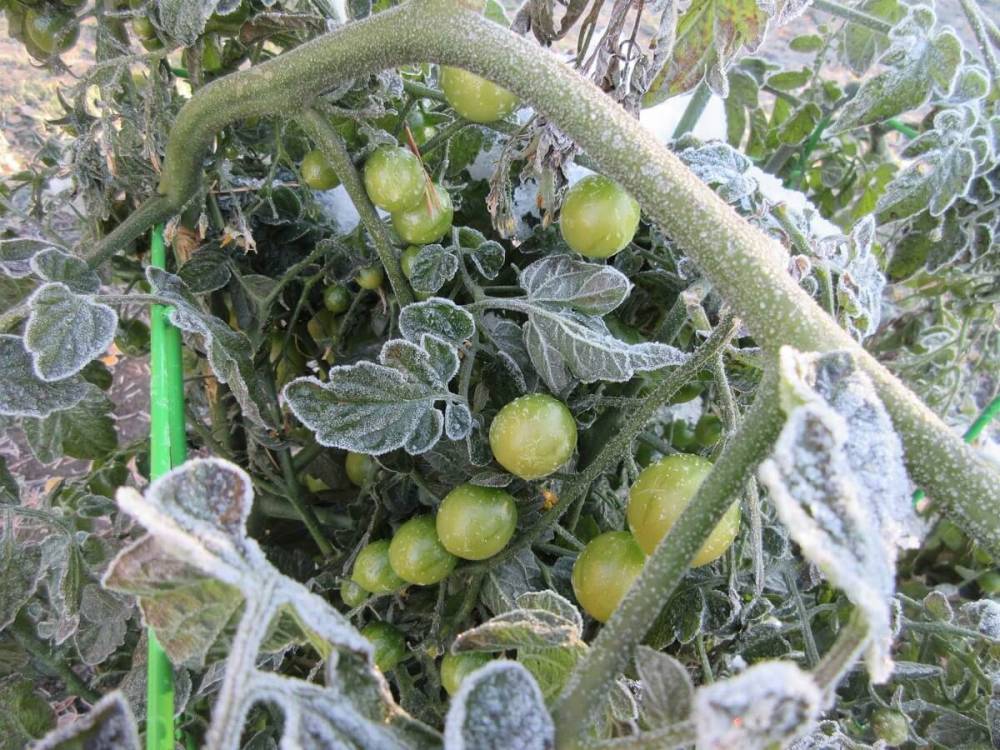 Холодная весна: При какой температуре помидоры гибнут - ogorod.ru