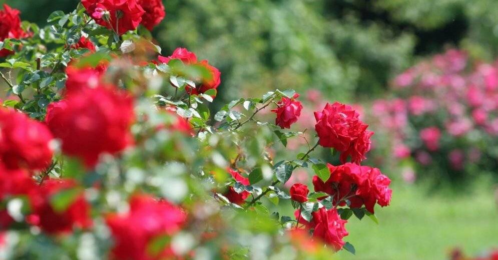 Спутник розы: 8 лучших цветов-компаньонов для роз - rus.delfi.lv