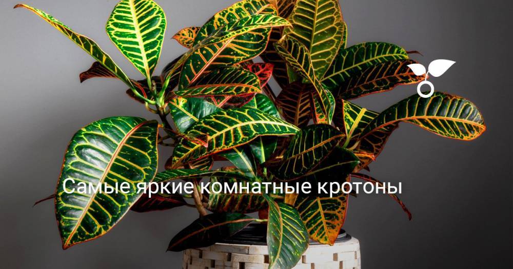 Самые яркие комнатные кротоны - botanichka.ru