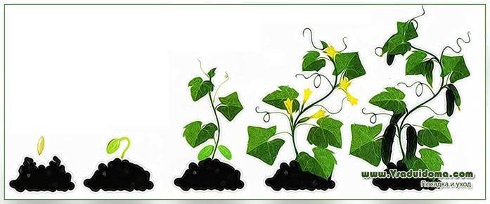 Агротехника огурцов – что должно быть неизменным при всех способах выращивания - vsaduidoma.com