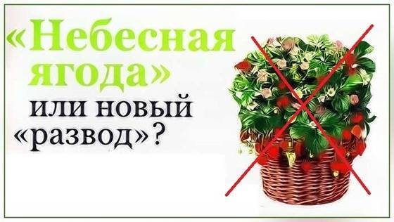 Небесная ягода клубника – отзывы специалиста - vsaduidoma.com - Россия