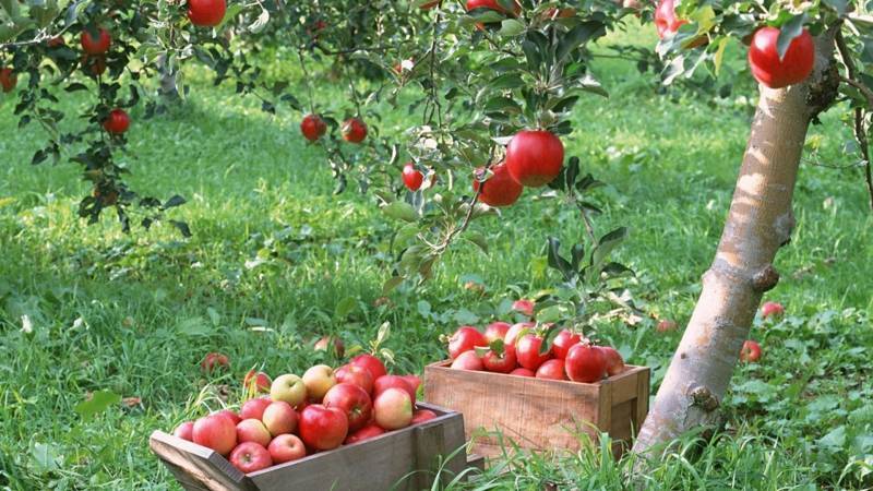 Как вырастить сеянец яблони самому - sad-dacha-ogorod.com