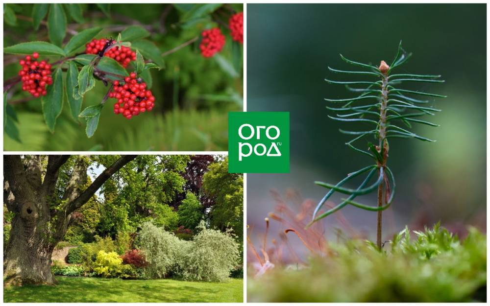 Какие деревья и кустарники можно принести из леса на участок, а какие нельзя - ogorod.ru