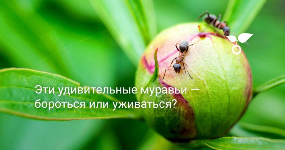 Эти удивительные муравьи — бороться или уживаться? - botanichka.ru