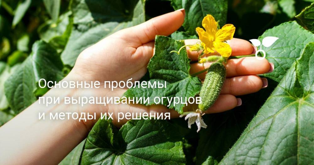 Основные проблемы при выращивании огурцов и методы их решения - botanichka.ru