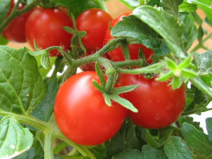 Чем подкормить томаты, чтобы быстрее созревали - 7ogorod.ru