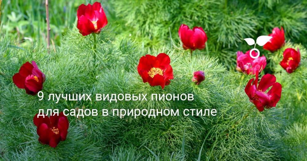 9 лучших видовых пионов для садов в природном стиле - botanichka.ru