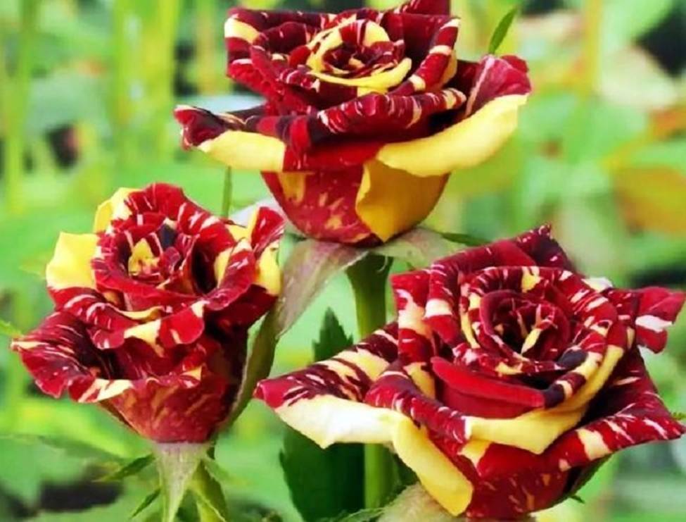 Чайно-гибридная роза флорибунда сорта Hocus Pocus (Фокус Покус) - fermilon.ru - Россия