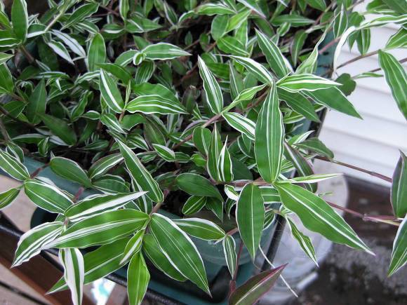 Остянка, или оплисменус – растение для подвесных кашпо - greeninfo.ru