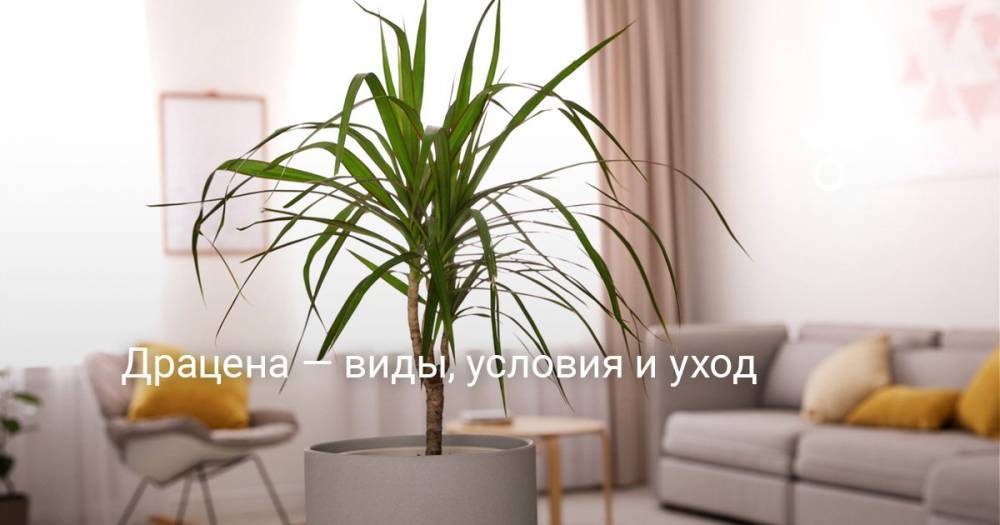 Драцена — виды, условия выращивания и уход - botanichka.ru