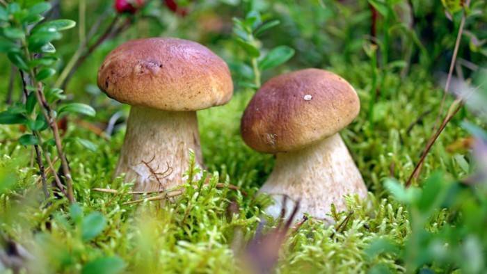 Как солить Белые грибы на зиму — три способа - suseky.com