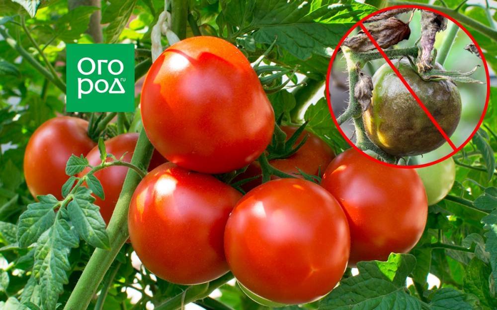Как уберечь томаты от фитофтороза и кладоспориоза – 7 главных правил профилактики - ogorod.ru