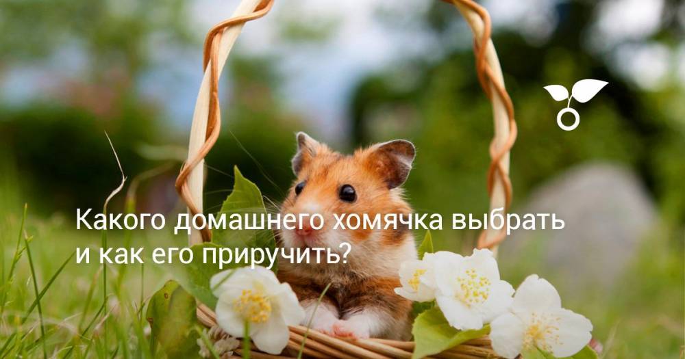 Какого домашнего хомячка выбрать и как его приручить? - botanichka.ru