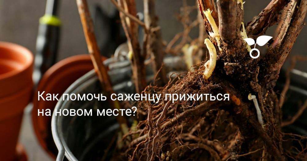 Как помочь саженцу прижиться на новом месте? - botanichka.ru