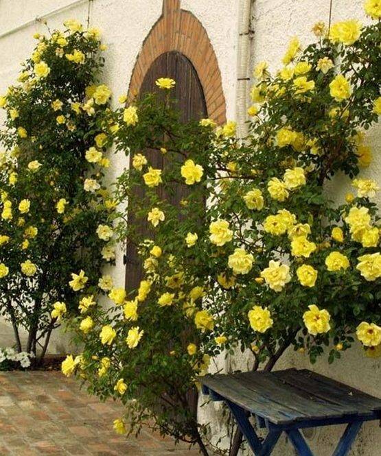 Вальтер Ламмерс - Плетистая роза Golden Showers (Голден Шауэрс): фото и описание, отзывы - fermilon.ru - штат Калифорния - Charlotte - county Armstrong