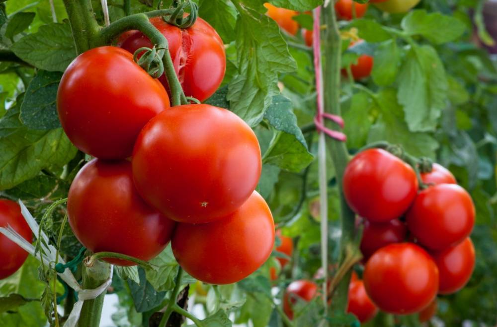 Народные средства для подкормки томатов – лучшие рецепты - 7ogorod.ru