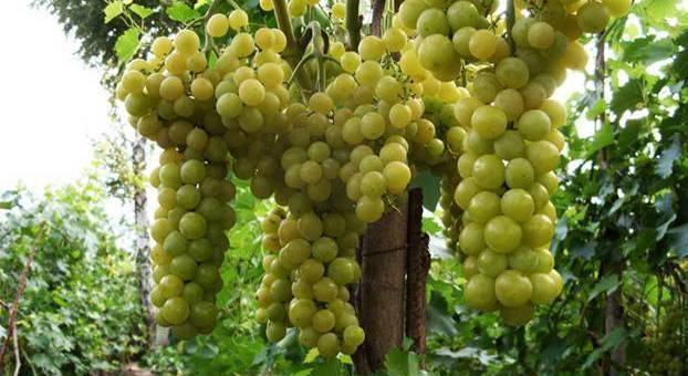 Описание сорта винограда Королева Парижа и его формировка по типу "двойной женевский занавес" - sad-dacha-ogorod.com