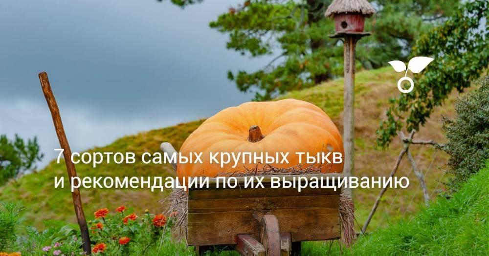 7 сортов самых крупных тыкв и рекомендации по их выращиванию - botanichka.ru