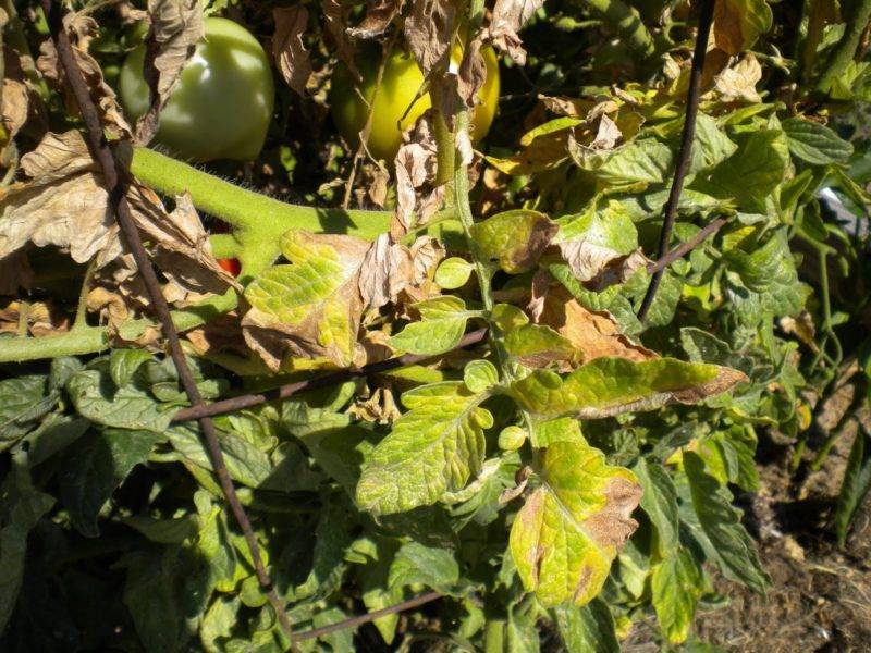Что делать, если у помидоров желтеют верхние или нижние листья - orchardo.ru