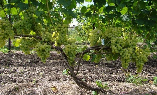 Технология формировки молодых кустов винограда - sad-dacha-ogorod.com
